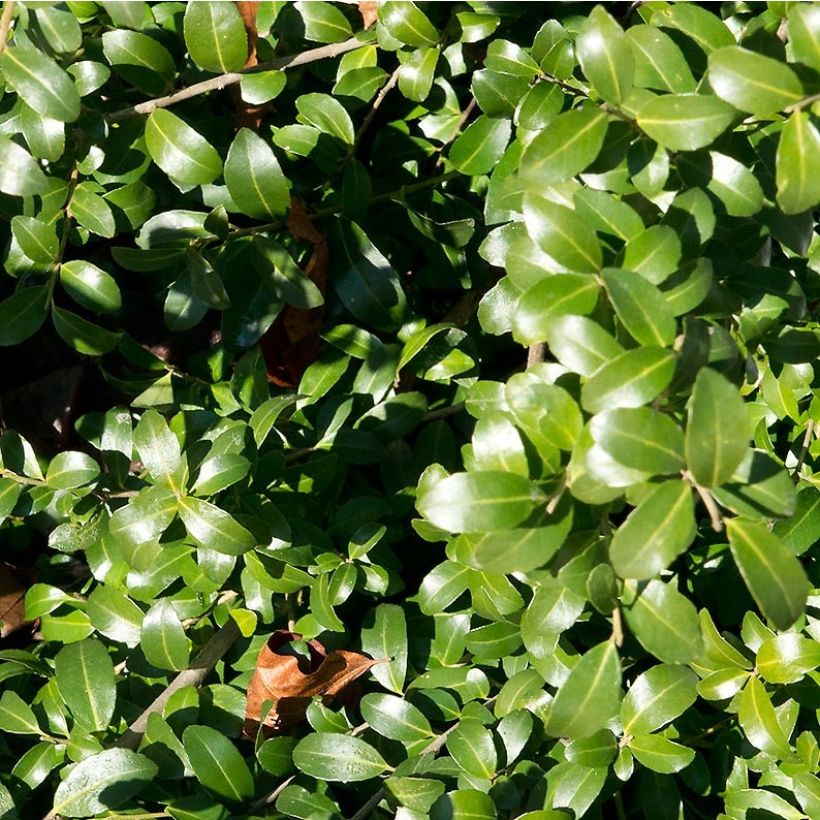 Ilex crenata Kinme - Agrifoglio giapponese (Fogliame)