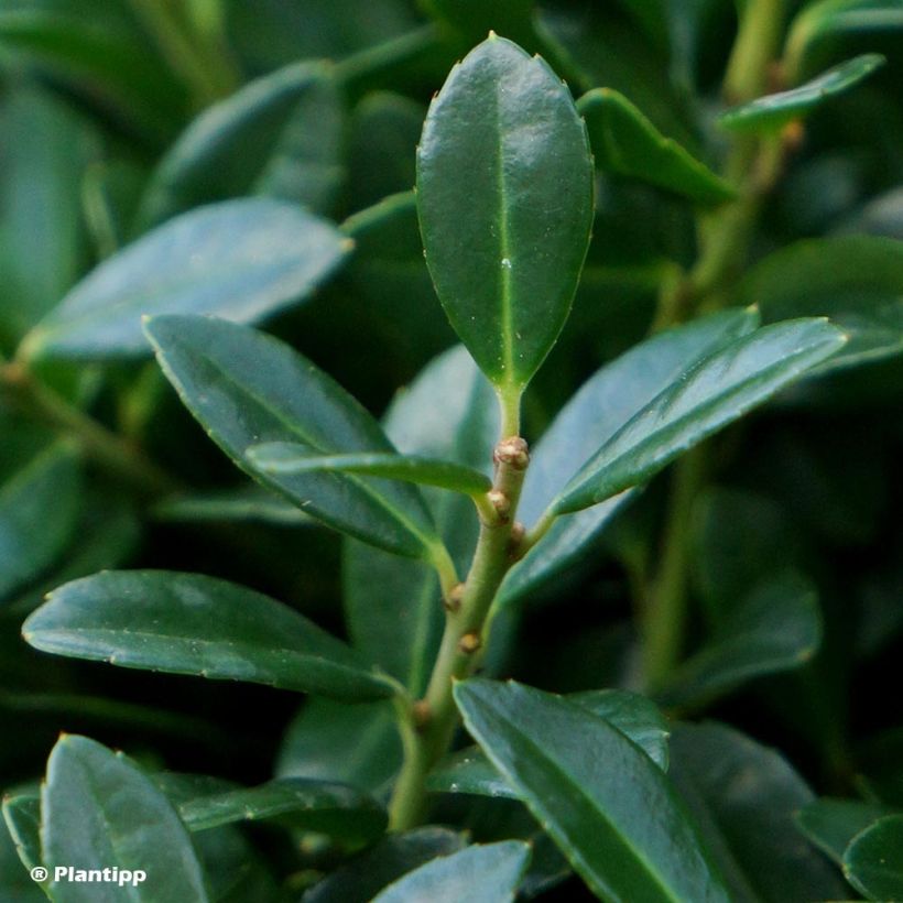 Ilex crenata Luxus Globe - Agrifoglio giapponese (Fogliame)