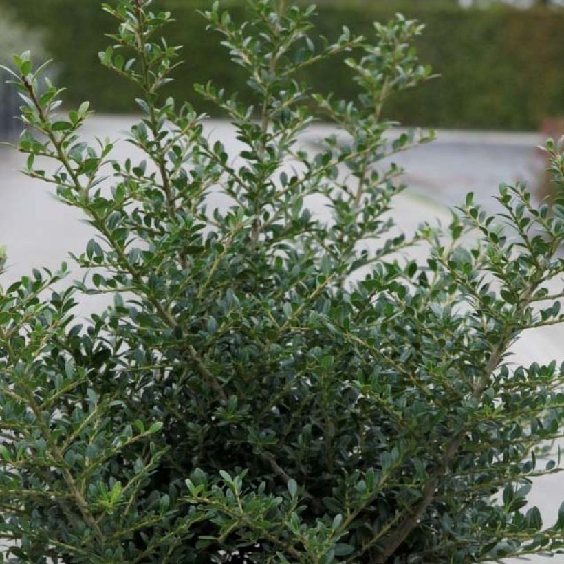 Ilex crenata Stokes - Agrifoglio giapponese (Fogliame)