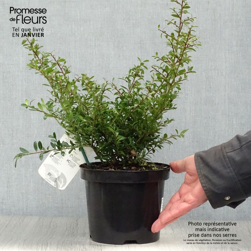 Ilex crenata Stokes - Houx crénelé nain Pot de 3L esemplare consegnato in inverno