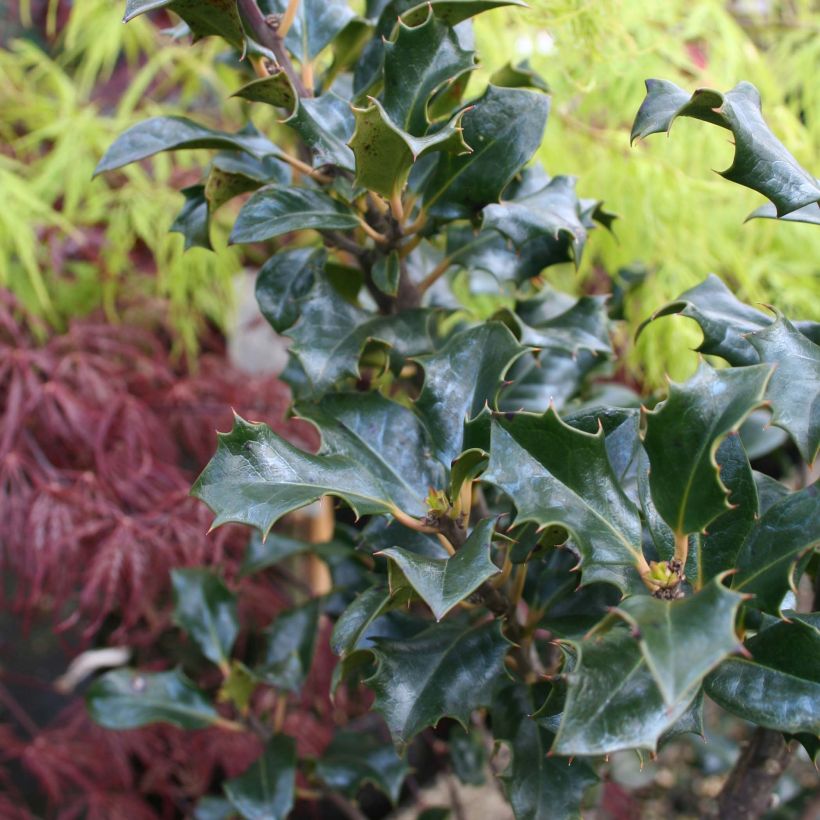 Ilex meserveae Blue Angel - Agrifoglio (Fogliame)