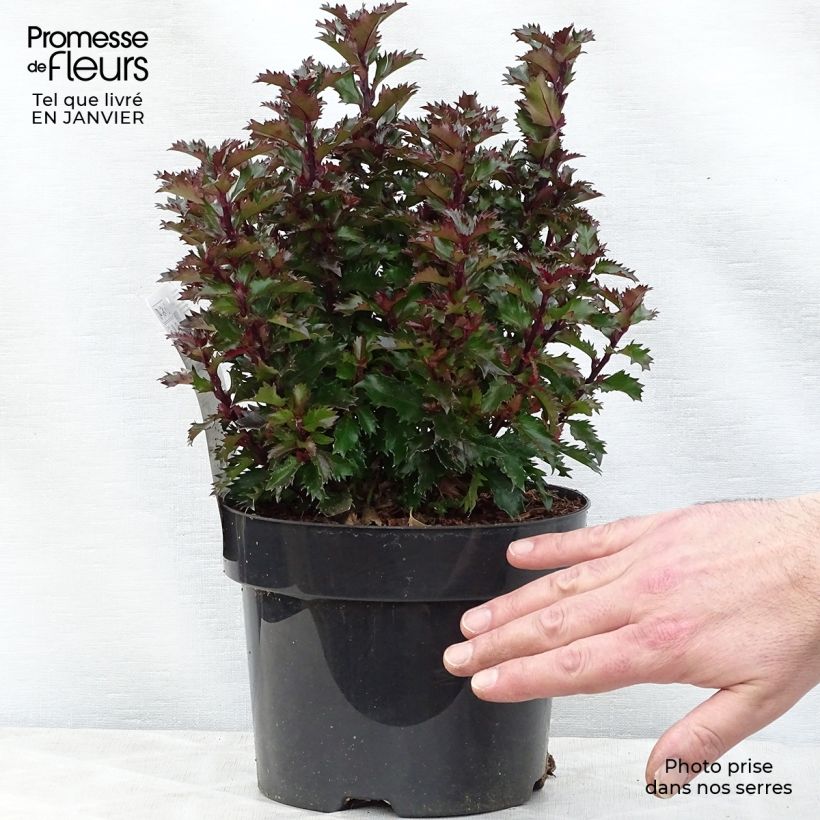 Houx nain - Ilex meserveae Little Rascal  Pot de 3L/4L esemplare consegnato in inverno