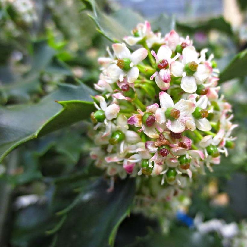 Ilex meserveae Blue princess - Agrifoglio (Fioritura)