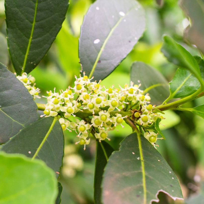 Ilex paraguariensis - Mate (Fioritura)