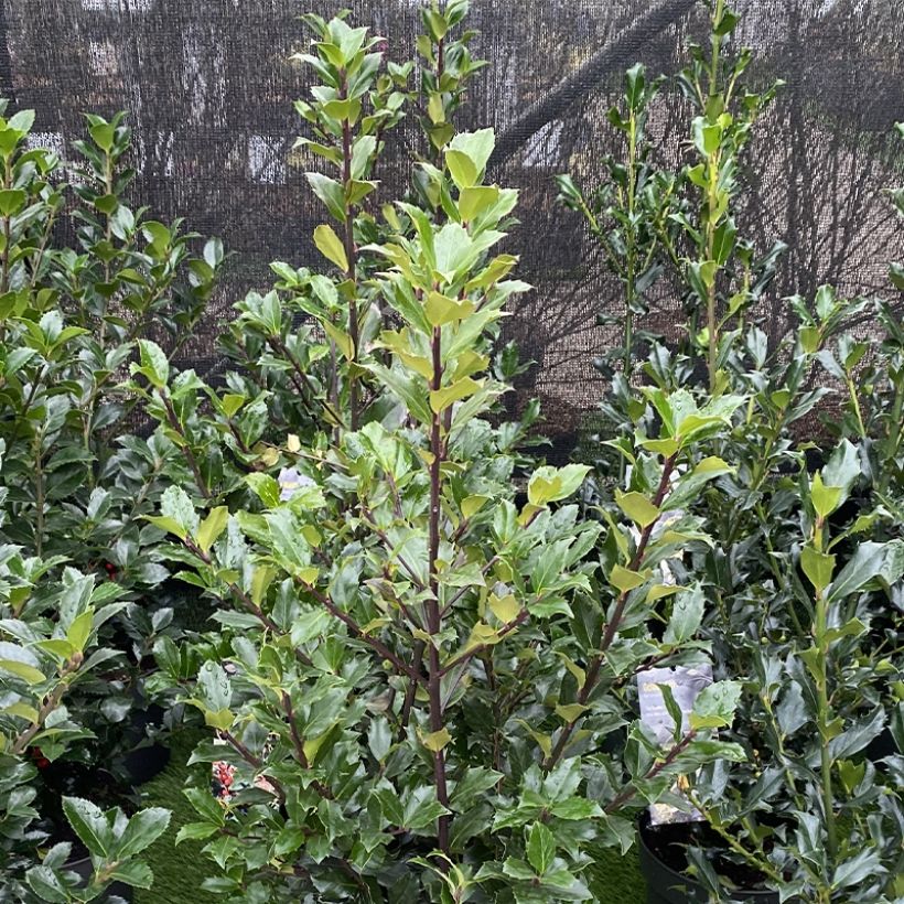 Ilex meserveae Mesid - Agrifoglio (Porto)