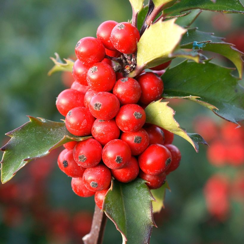 Ilex meserveae Mesid - Agrifoglio (Raccolta)