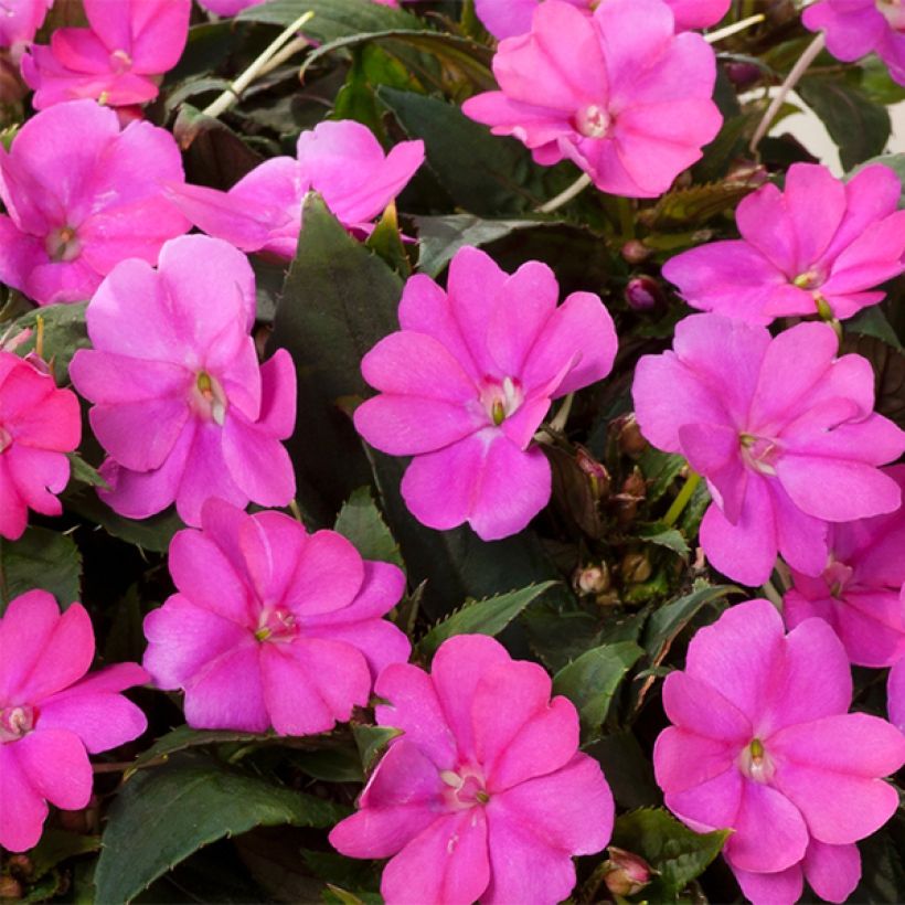 Impatiens Sunpatiens Compact Hot Lilac - Fiore di vetro (Fioritura)