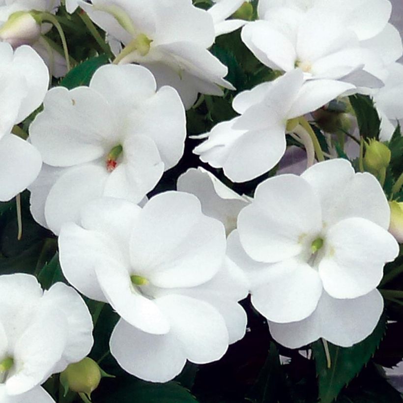 Impatiens SunPatiens Vigorous Clear White - Fiore di vetro (Fioritura)