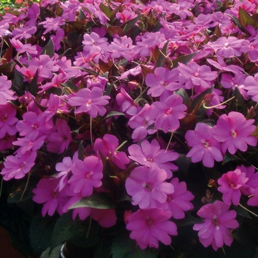 Impatiens SunPatiens Vigorous Lavender - Fiore di vetro (Fioritura)