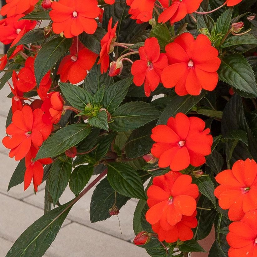 Impatiens SunPatiens Vigorous Orange Improved - Fiore di vetro (Fogliame)