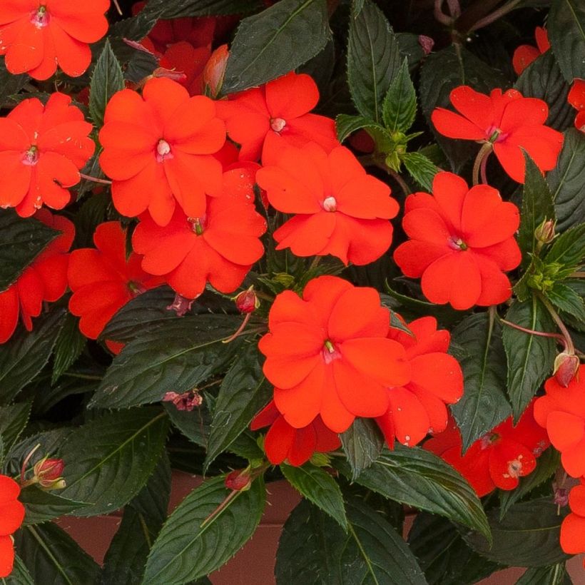 Impatiens SunPatiens Vigorous Orange Improved - Fiore di vetro (Fioritura)