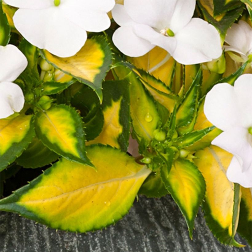 Impatiens SunPatiens Vigorous White Variegated - Fiore di vetro (Fogliame)