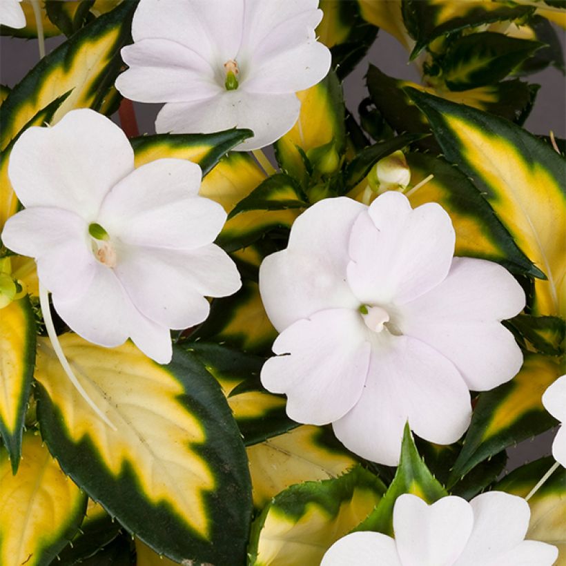 Impatiens SunPatiens Vigorous White Variegated - Fiore di vetro (Fioritura)