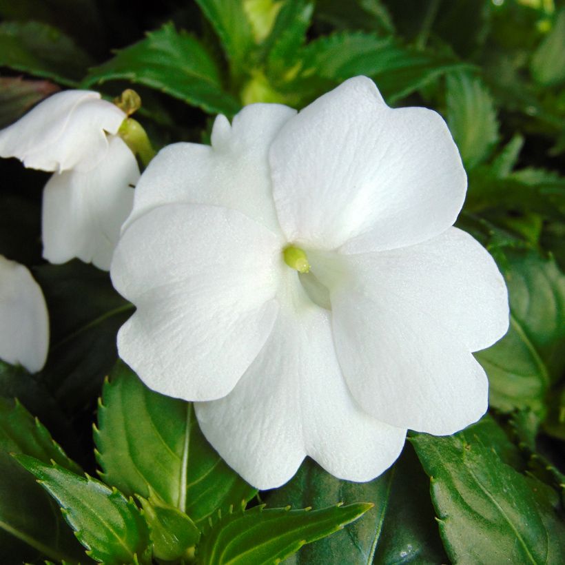 Impatiens Sunpatiens Compact Blanc - Fiore di vetro (Fioritura)