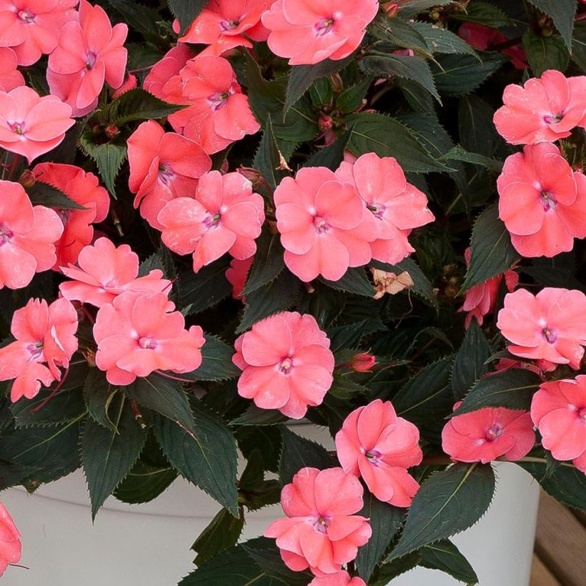 Impatiens SunPatiens Vigorous Pink Pearl - Fiore di vetro (Fogliame)