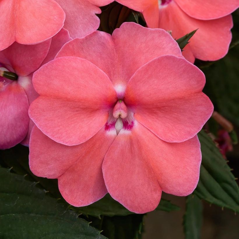 Impatiens SunPatiens Vigorous Pink Pearl - Fiore di vetro (Fioritura)