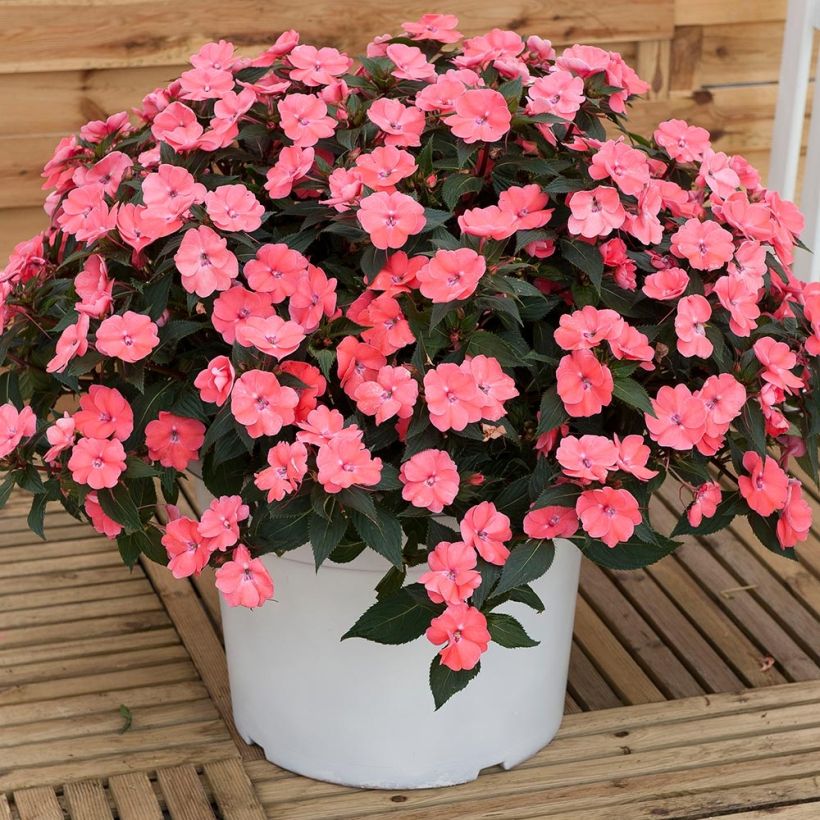 Impatiens SunPatiens Vigorous Pink Pearl - Fiore di vetro (Porto)