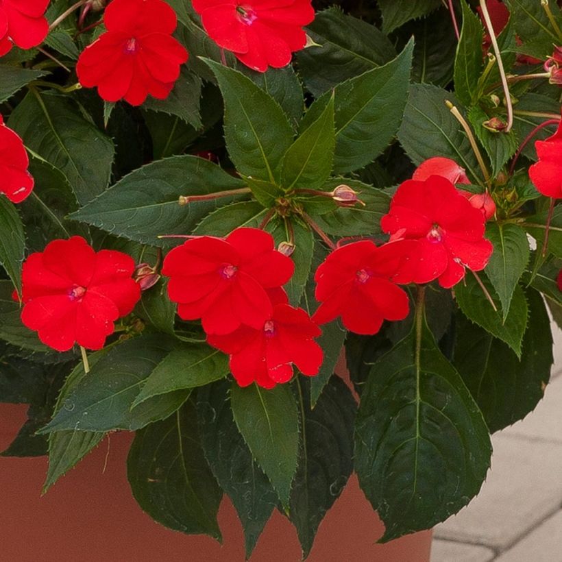 Impatiens SunPatiens Vigorous Scarlet - Fiore di vetro (Fogliame)