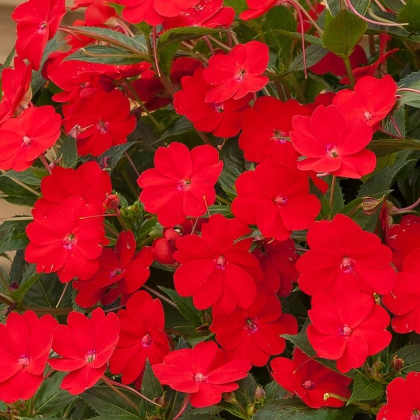 Impatiens SunPatiens Vigorous Scarlet - Fiore di vetro (Fioritura)