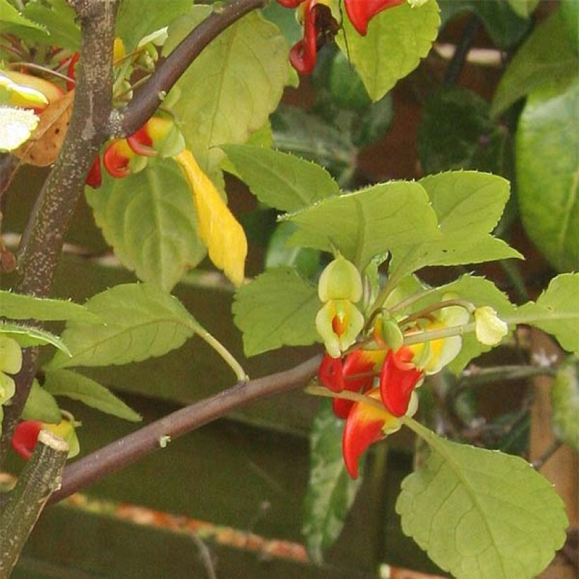 Impatiens niamniamensis (Fogliame)