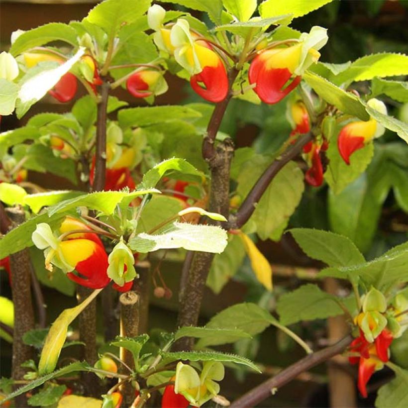 Impatiens niamniamensis (Fioritura)