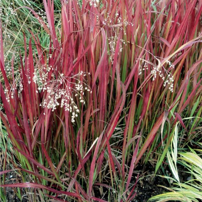 Imperata cylindrica Red Baron (Porto)