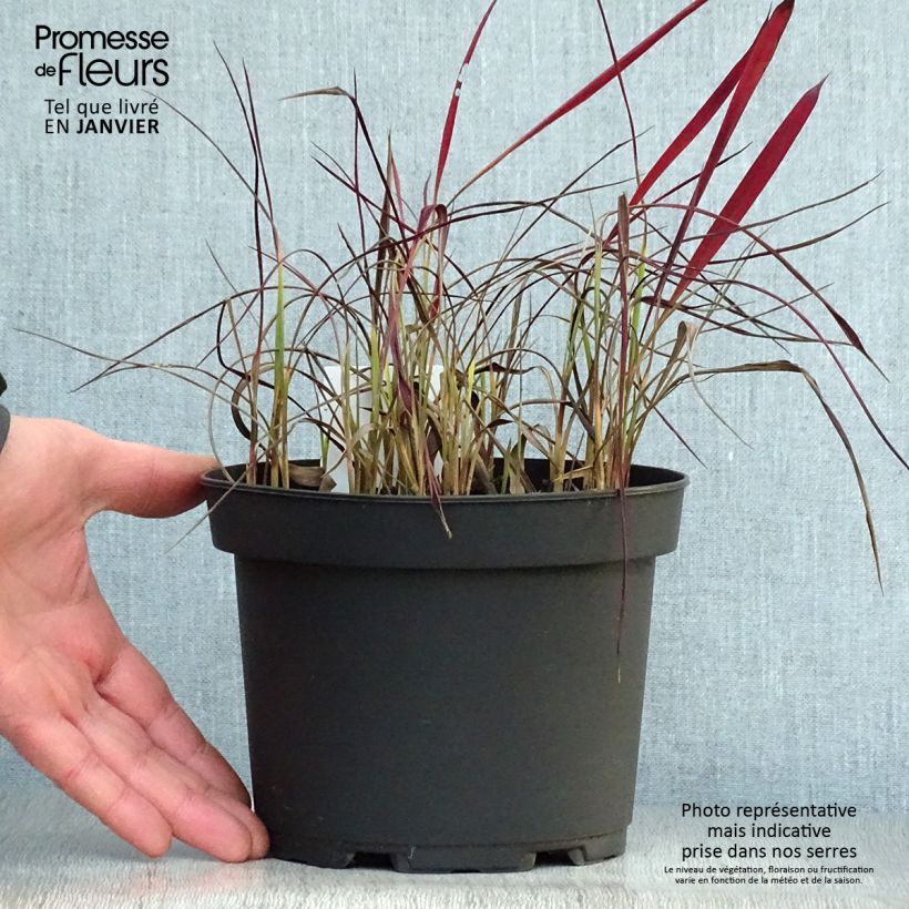 Imperata cylindrica Red Baron - 2L/3L esemplare consegnato in inverno