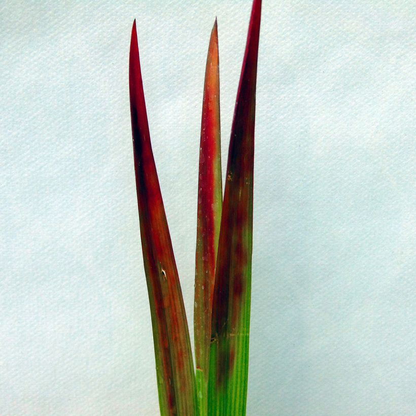 Imperata cylindrica Red Baron (Fogliame)