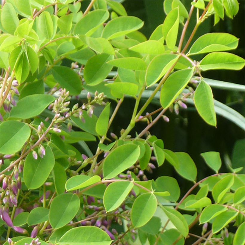 Indigofera kirilowii - Indigotier de Kirilov (Fogliame)