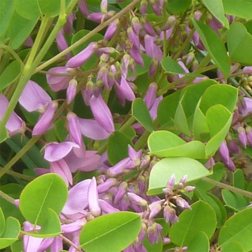 Indigofera kirilowii - Indigotier de Kirilov (Fioritura)