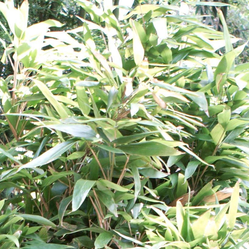 Indocalamus latifolius - Bambù (Fogliame)