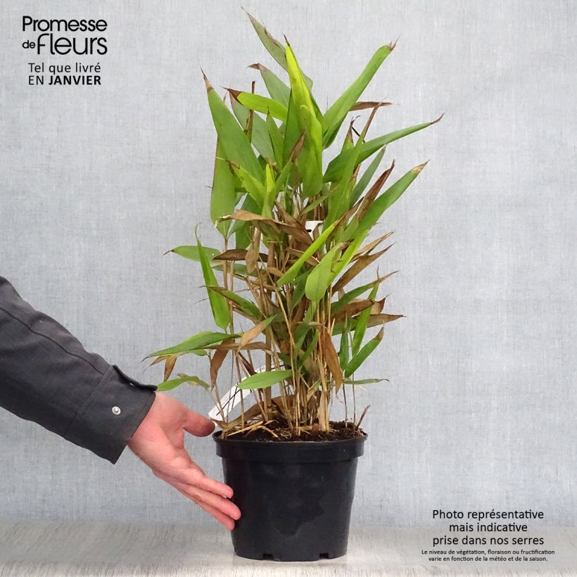 Indocalamus latifolius - Bambou nain Pot de 2L/3L esemplare consegnato in inverno