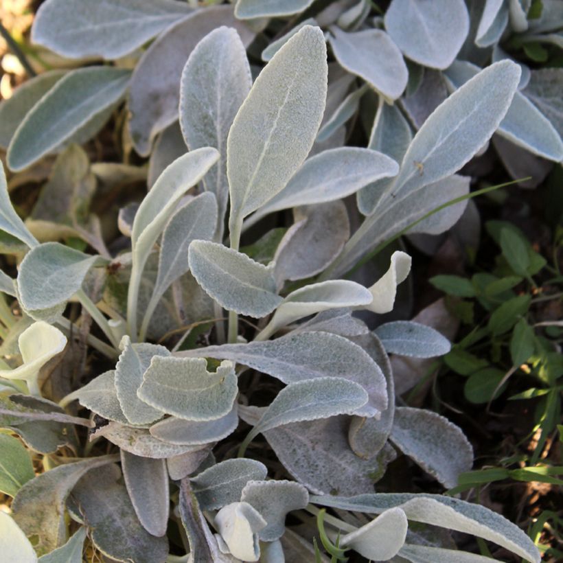 Inula candida subsp. verbascifolia - Enula candida (Fogliame)