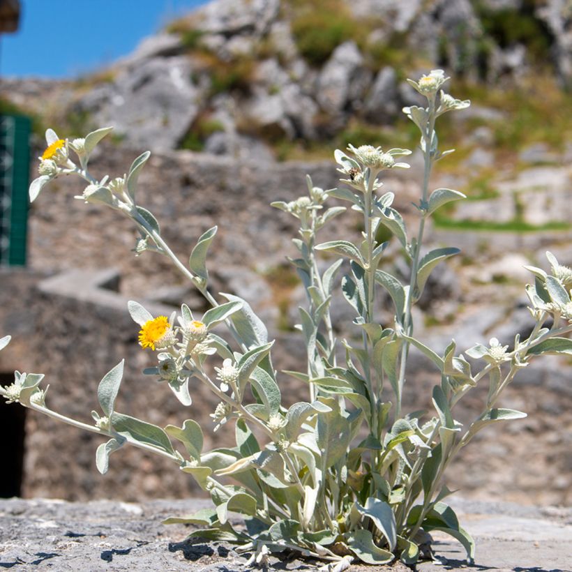 Inula candida subsp. verbascifolia - Enula candida (Porto)