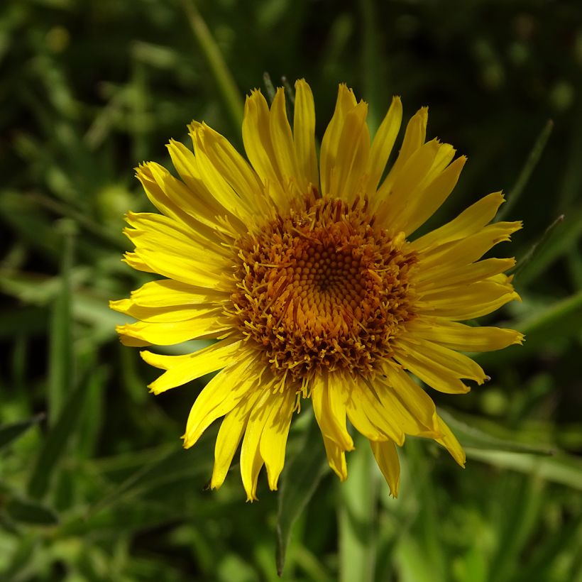 Inula ensifolia - Enula assottigliata (Fioritura)