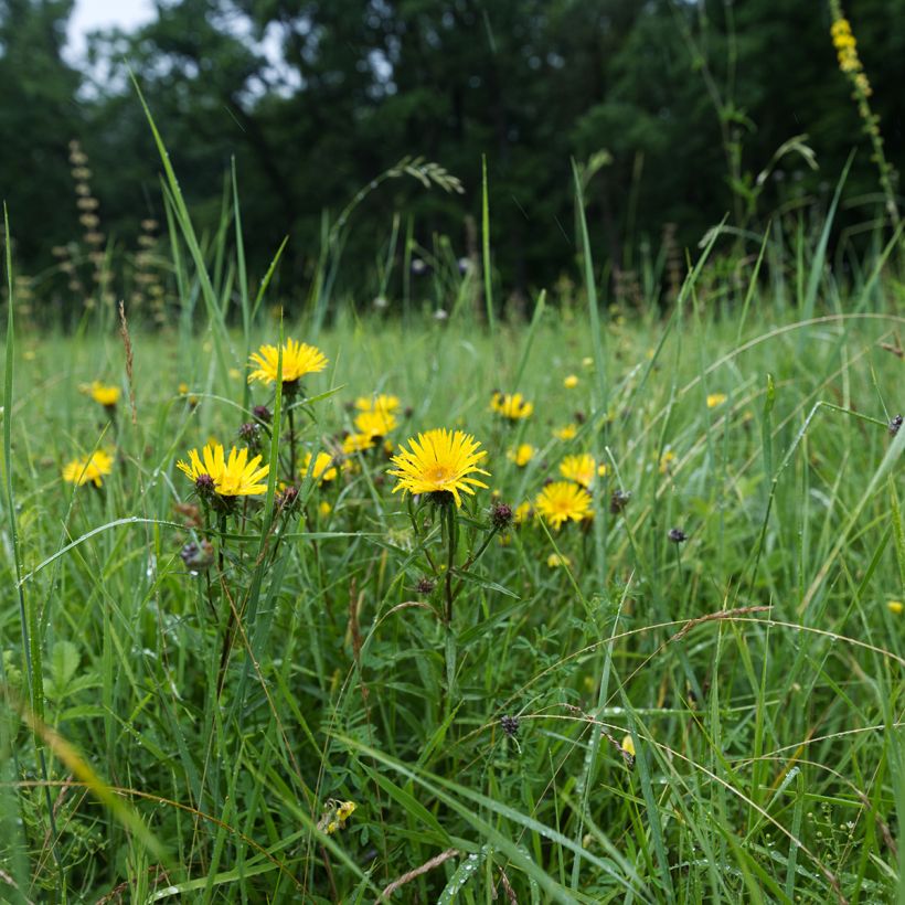 Inula ensifolia - Enula assottigliata (Porto)