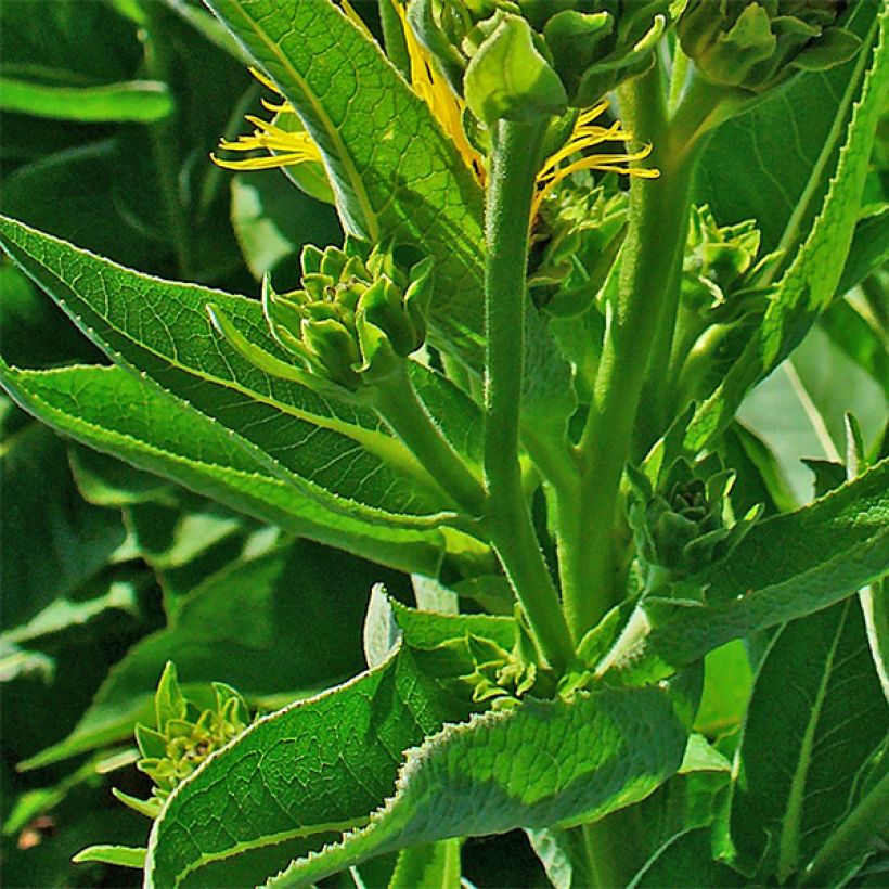 Inula helenium - Enula campana (Fogliame)