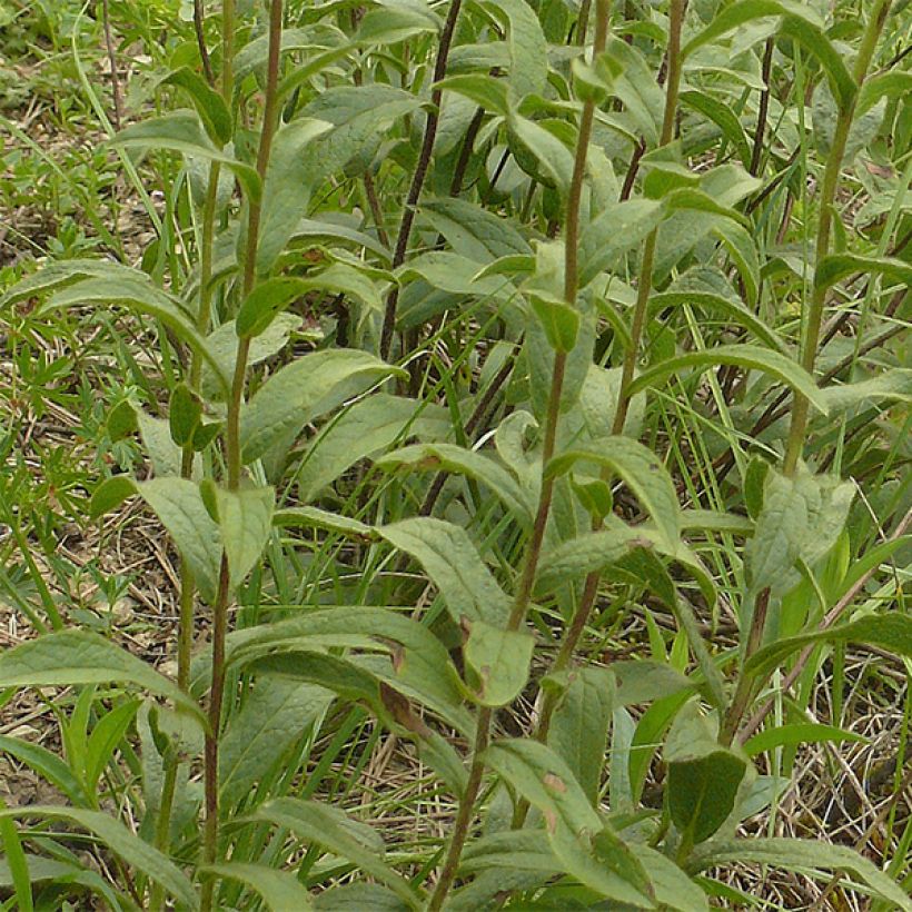 Inula racemosa Sonnenspeer - Enula (Fogliame)