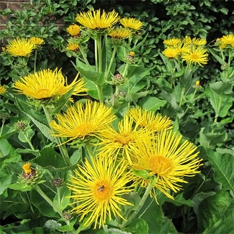 Inula racemosa Sonnenspeer - Enula (Fioritura)