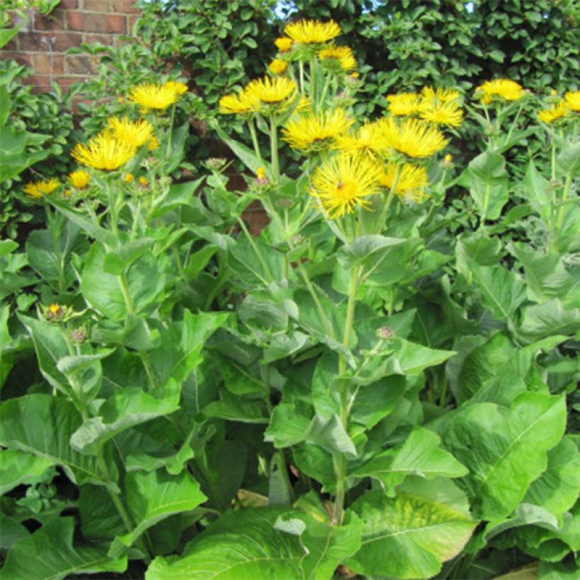 Inula racemosa Sonnenspeer - Enula (Porto)