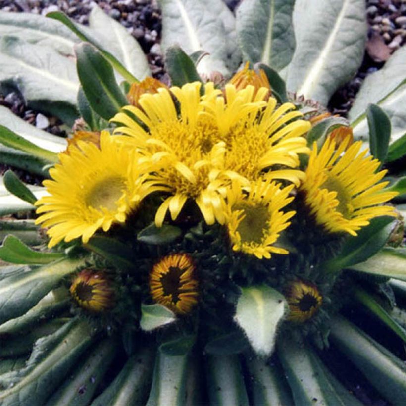 Inula rhizocephala - Enula (Fioritura)