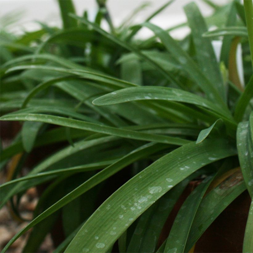 Ipheion uniflorum Rolf Fiedler (Fogliame)