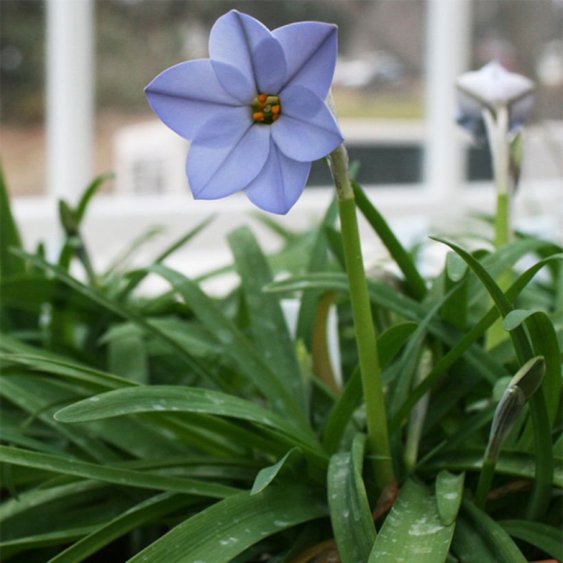 Ipheion uniflorum Rolf Fiedler (Porto)