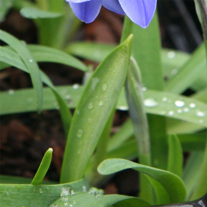 Ipheion uniflorum Jessie (Fogliame)