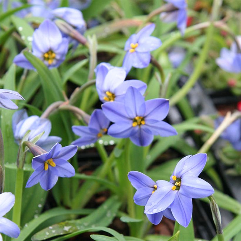 Ipheion uniflorum Jessie (Fioritura)