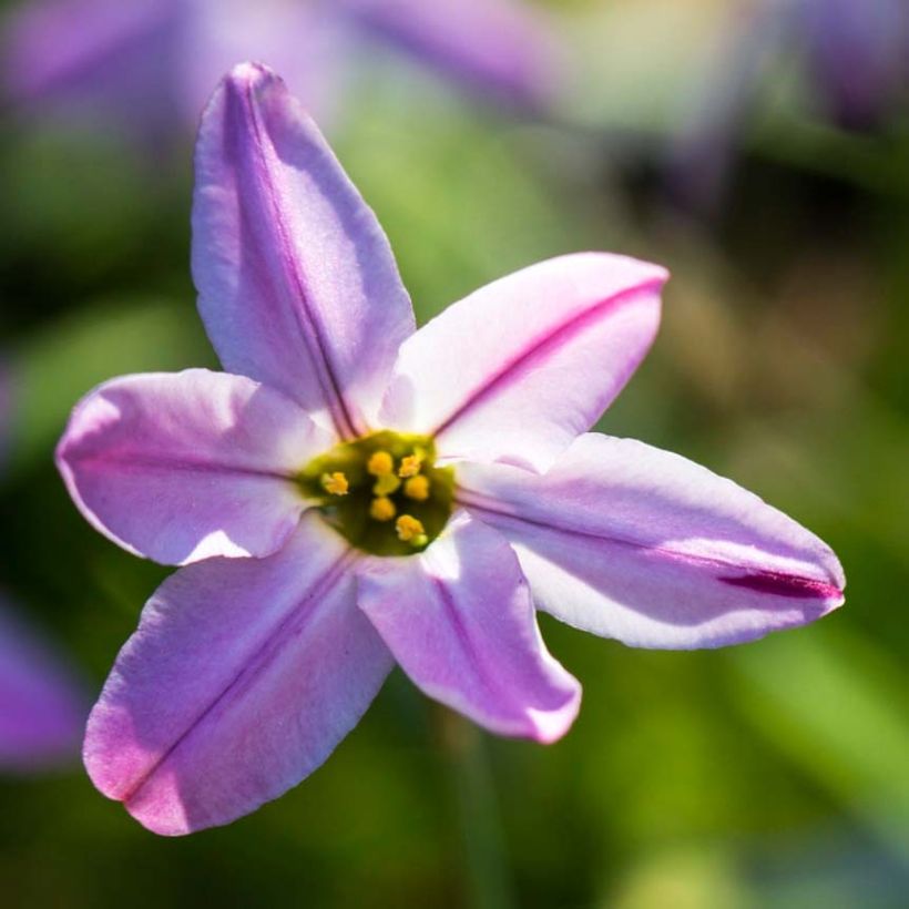 Ipheion uniflorum Tessa (Fioritura)