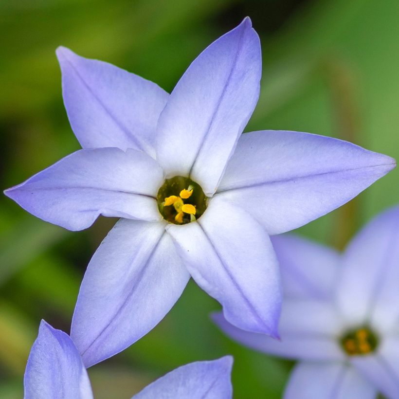 Ipheion uniflorum Wisley Blue (Fioritura)