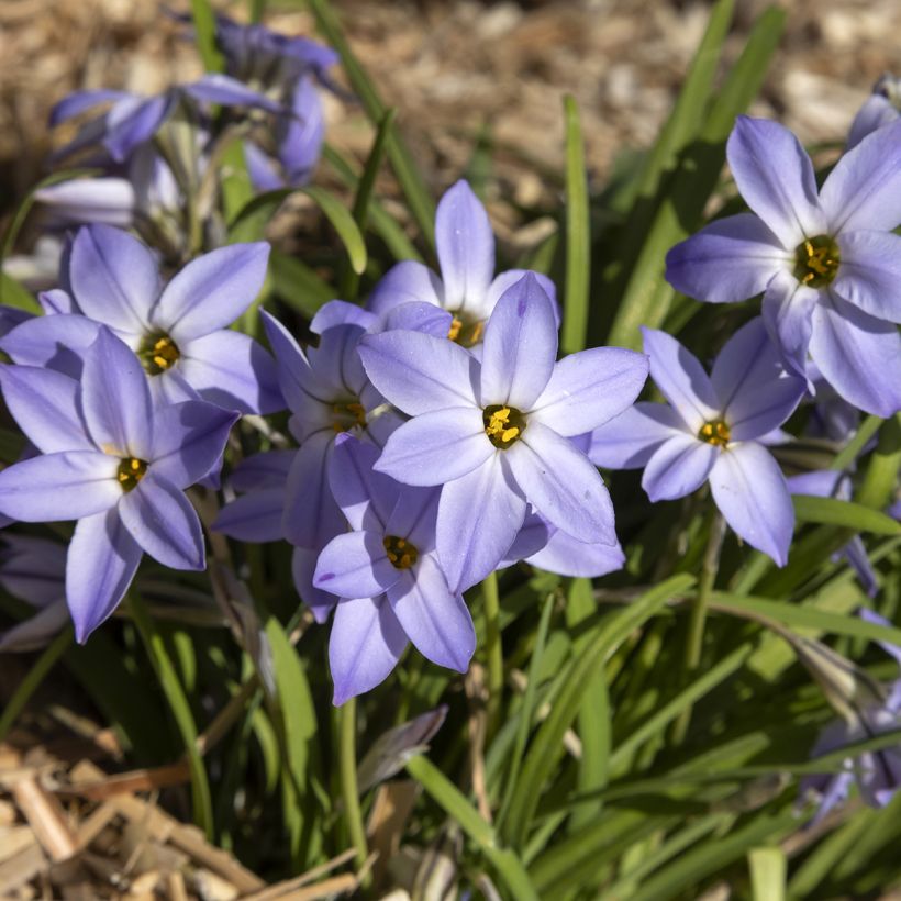 Ipheion uniflorum Wisley Blue (Porto)