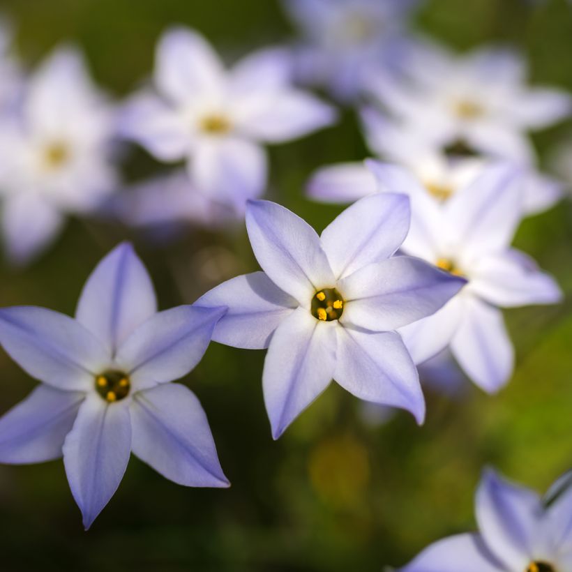 Ipheion uniflorum (Fioritura)