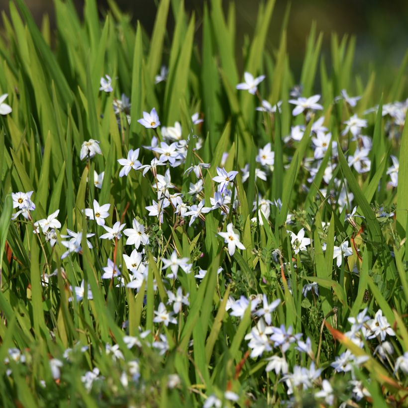 Ipheion uniflorum (Porto)